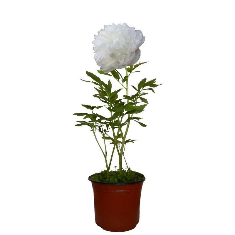 Bujor cu flori albe Paeonia officinalis Alba Plena