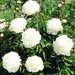 Bujor cu flori albe Paeonia officinalis Alba Plena